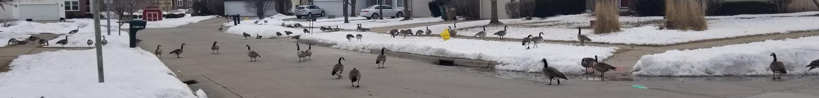 Photo of WDM Neighborhood where geese were being fed by a resident