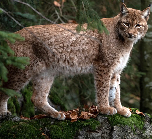 Bobcat