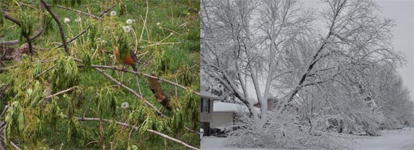 Images of storm tree debris